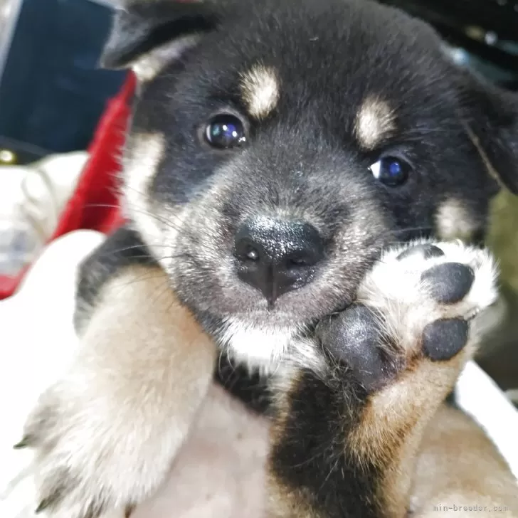 柴犬(標準サイズ)【岐阜県・女の子・2025年5月8日・黒】の写真1