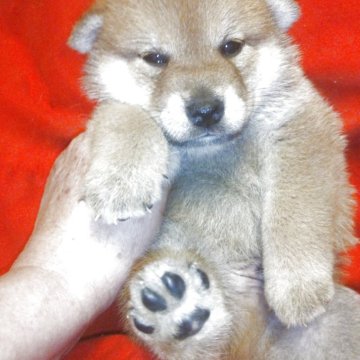 柴犬(標準サイズ)【岐阜県・男の子・2025年9月18日・赤】の写真「ポチヤリ少し太めで、人なつこい性格です、おとなしい」