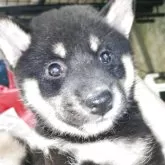 柴犬(標準サイズ)【岐阜県・女の子・2025年5月8日・黒】の写真1