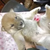 柴犬(標準サイズ)
