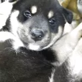 柴犬(標準サイズ)