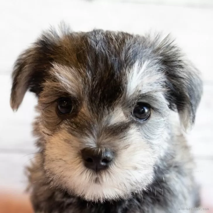 ID:2503-06761の子犬