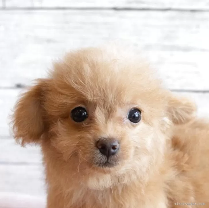 ID:2503-05659の子犬