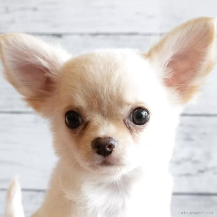 ID：2503-07325の子犬