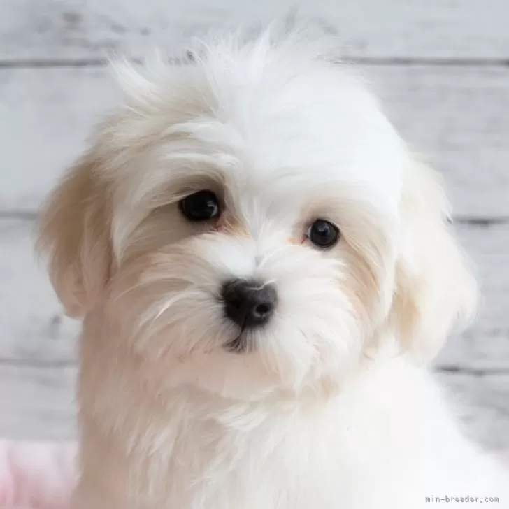 ID:2501-02369の子犬