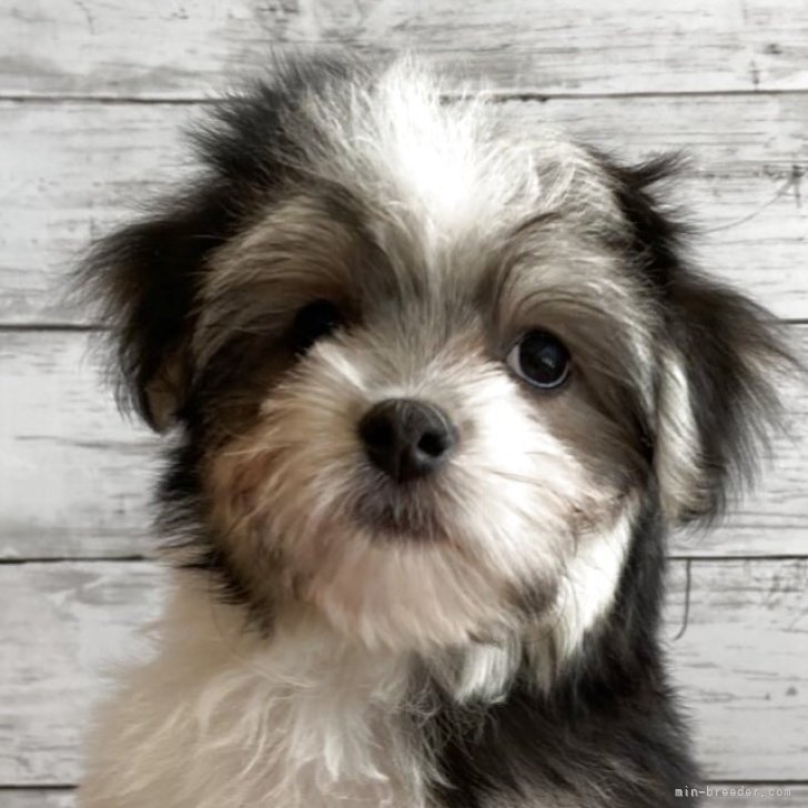 ブリーダー画像