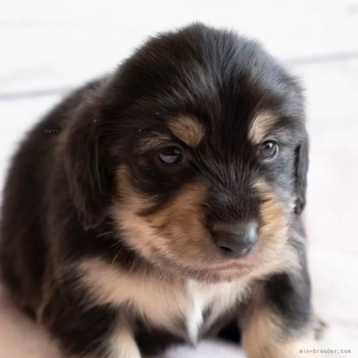 ID:2412-05122の子犬