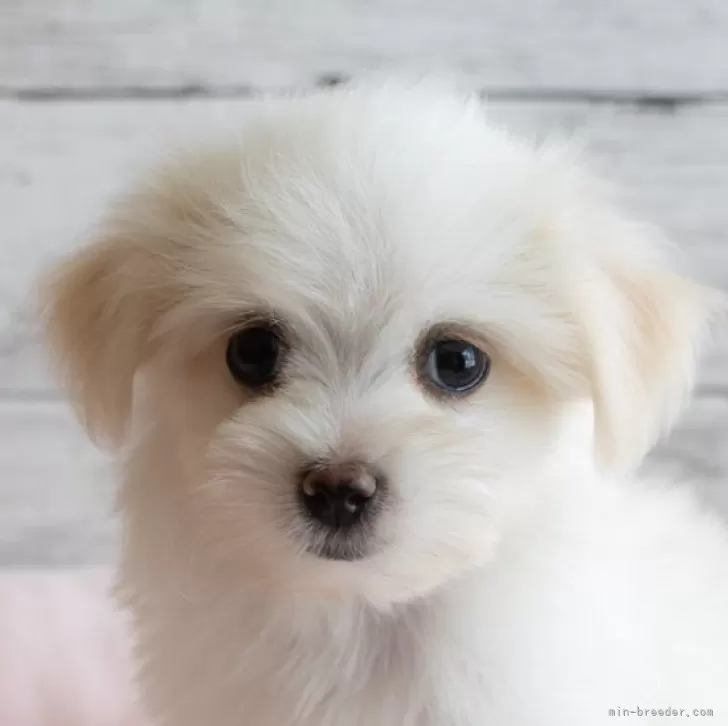 ID:2411-02174の子犬