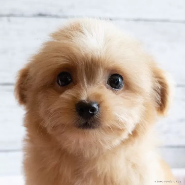 ID:2503-07289の子犬