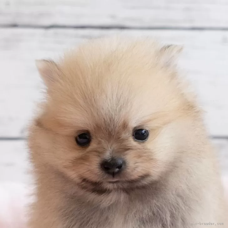 ID:2502-05339の子犬