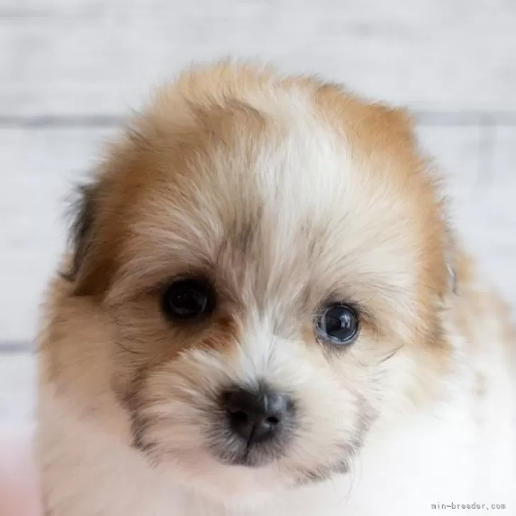 ID:2412-05147の子犬