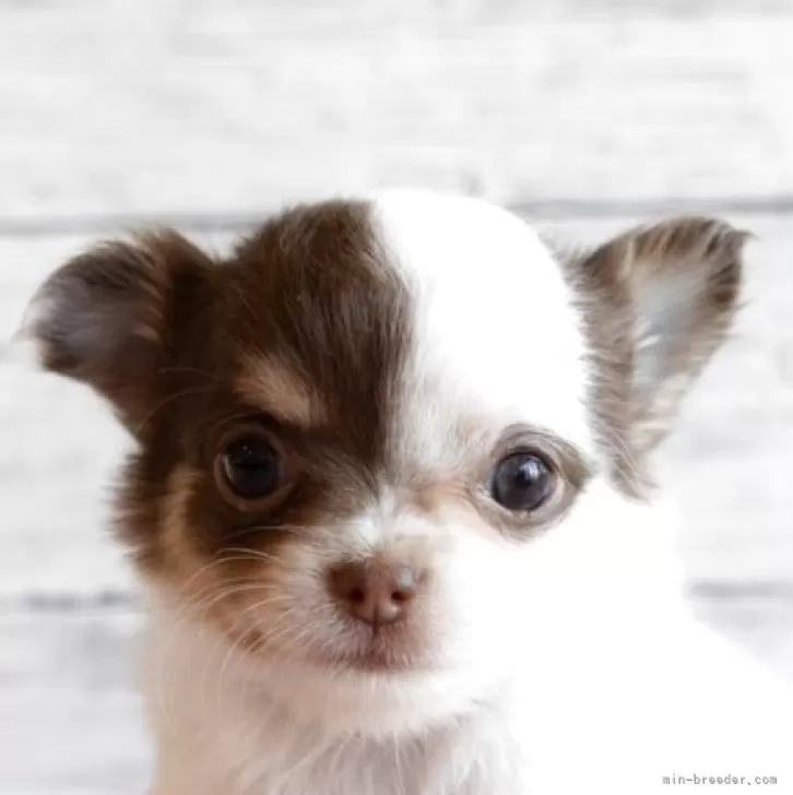 ID:2503-05097の子犬