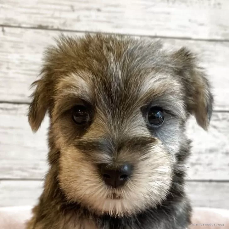 シュナマル(マルチーズ×ミニチュアシュナウザー)【北海道・女の子・2025年10月1日・ソルト&amp;ペッパー】の写真1