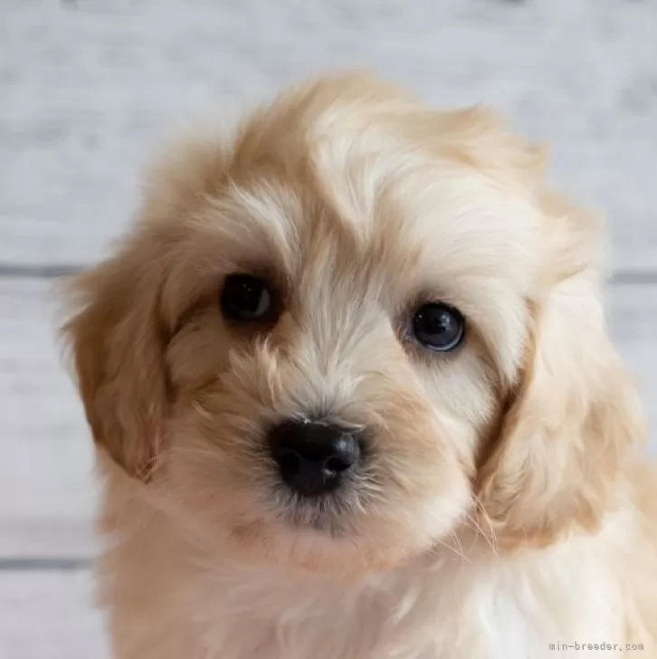 ID:2412-03592の子犬