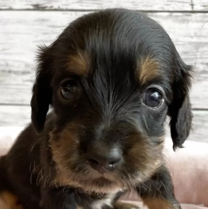 ミニチュアダックスフンド(ロング)【北海道・女の子・2025年10月1日・ブラック&amp;タン】の写真1