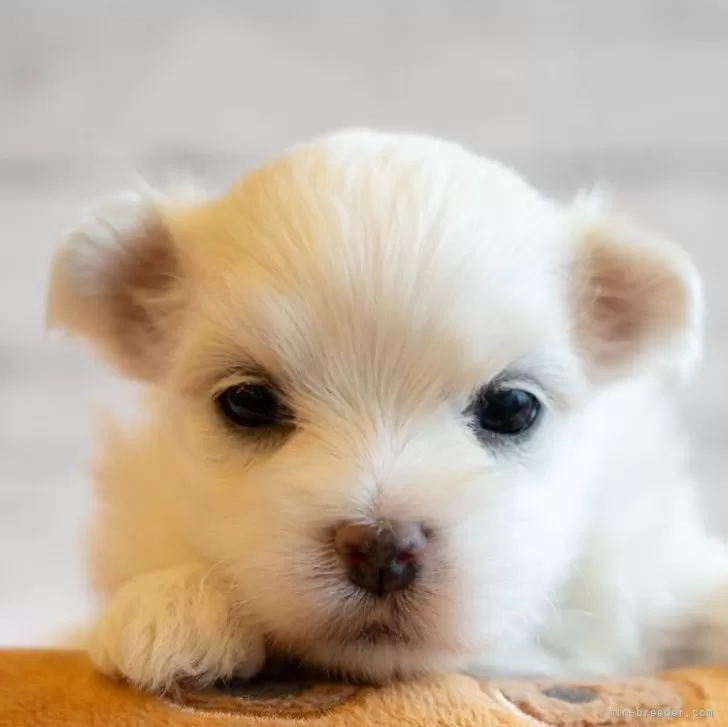 ID:2411-07630の子犬