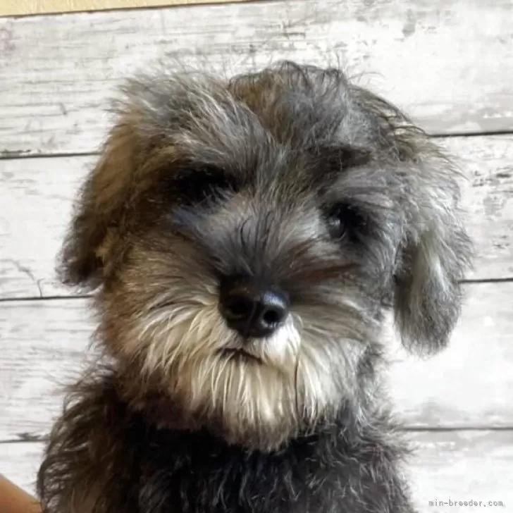 ID：2506-07347の子犬