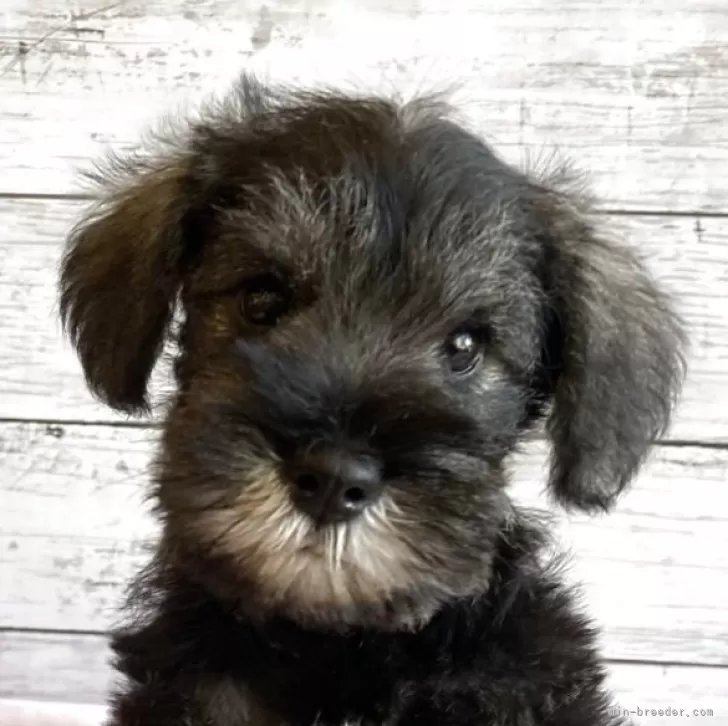 ID：2506-07348の子犬
