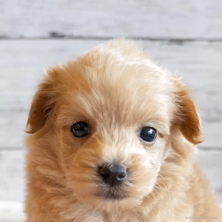 Y.N 様のお迎えした子犬