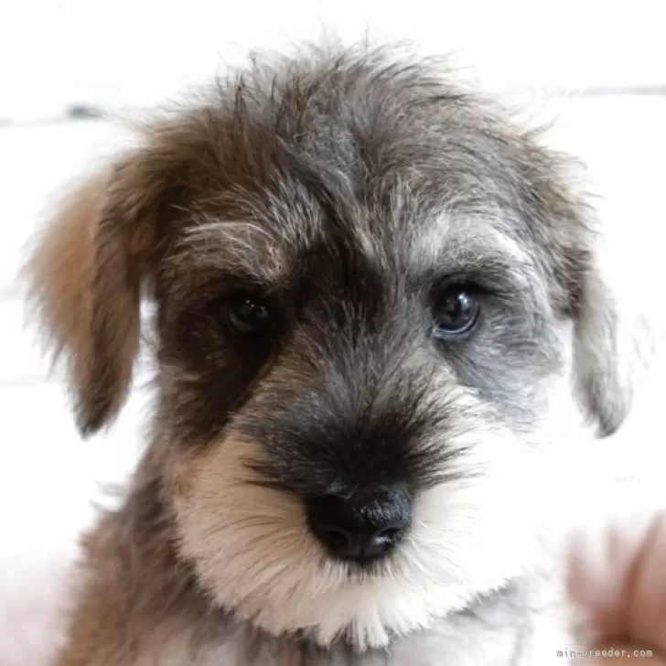 ID:2503-07297の子犬