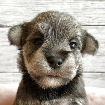 シュナマル(マルチーズ×ミニチュアシュナウザー)【北海道・女の子・2025年10月1日・ソルト&ペッパー】の写真「とても可愛いマルシュナの女の子」