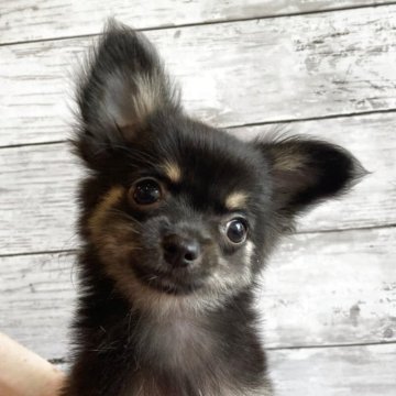 ミックス(チワワ×チワマル)【北海道・男の子・2025年6月22日・ブラック&タン】の写真「とても可愛いミックスの男の子　いつでもお迎え可です」