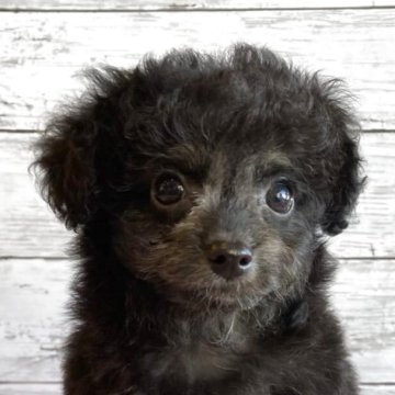 チワプー(チワワ×トイプードル)【北海道・男の子・2025年10月22日・ブリンドル】の写真「可愛いチワプーの男の子」