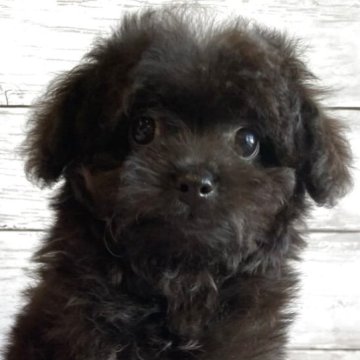 チワプー(チワワ×トイプードル)【北海道・女の子・2025年10月7日・ブラック】の写真「とても目の大きいチワプーの女の子」