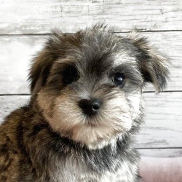 シュナマル(マルチーズ×ミニチュアシュナウザー)【北海道・女の子・2025年10月5日・ソルト&ペッパー】の写真「とても可愛いシュナマルの女の子」