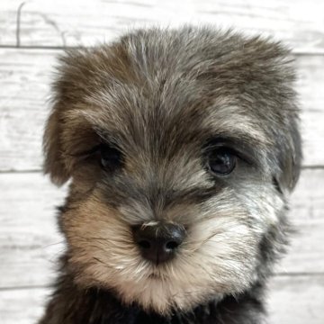 シュナマル(マルチーズ×ミニチュアシュナウザー)【北海道・男の子・2025年10月1日・ソルト&ペッパー】の写真「とても可愛いマルシュナの男の子」