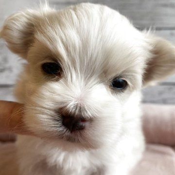 マルチーズ【北海道・男の子・2025年10月23日・ホワイト】の写真「とても可愛いマルチーズの男の子」