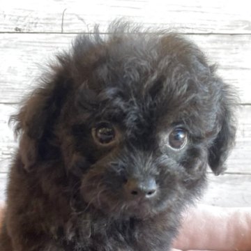 チワプー(チワワ×トイプードル)【北海道・女の子・2025年10月22日・ブラック】の写真「可愛いチワプーの女の子」