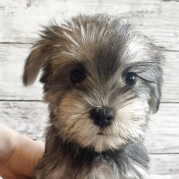 シュナマル(マルチーズ×ミニチュアシュナウザー)【北海道・女の子・2025年10月1日・ソルト&ペッパー】の写真「とても可愛いマルシュナの女の子」