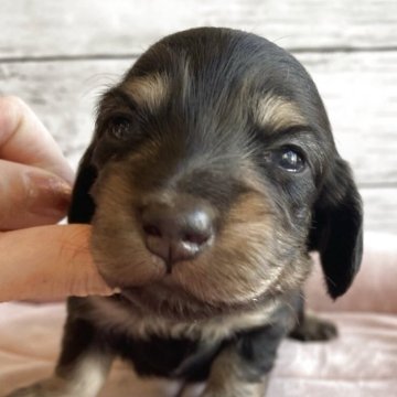 ミニチュアダックスフンド(ロング)【北海道・男の子・2025年10月26日・ブラック&タン】の写真「とても可愛いロングダックスの男の子」