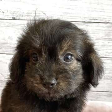 チワプー(チワワ×トイプードル)【北海道・男の子・2025年10月22日・ブリンドル】の写真「可愛いチワプーの男の子」