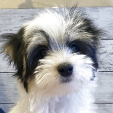 チワマル(マルチーズ×チワワ)【北海道・男の子・2025年8月24日・トライカラー】の写真「可愛いマルチワの男の子」