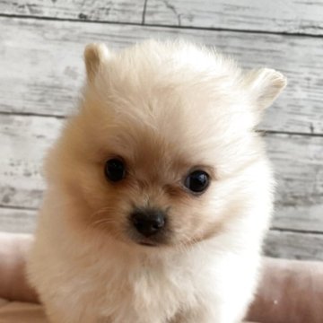 ポメチワ(チワワ×ポメラニアン)【北海道・男の子・2025年10月31日・クリーム】の写真「とても可愛いポメチワの男の子」