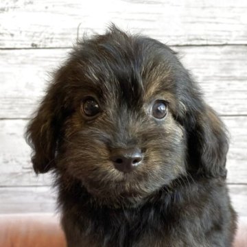 チワプー(チワワ×トイプードル)【北海道・男の子・2025年10月22日・ブリンドル】の写真「可愛いチワプーの男の子」