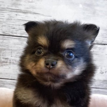 ポメチワ(チワワ×ポメラニアン)【北海道・男の子・2025年10月31日・ブラック&タン】の写真「とても可愛いポメチワの男の子」