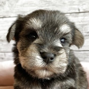 シュナマル(マルチーズ×ミニチュアシュナウザー)【北海道・男の子・2025年10月1日・ソルト&ペッパー】の写真「とても可愛いマルシュナの男の子」