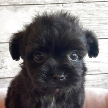 チワプー(チワワ×トイプードル)【北海道・男の子・2025年10月7日・ブラック】の写真「とても目の大きいチワプーの男の子」