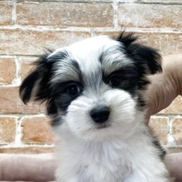 チワマル(マルチーズ×チワワ)【北海道・男の子・2025年8月24日・トライカラー】の写真「可愛いマルチワの男の子」