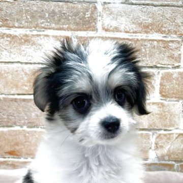 チワマル(マルチーズ×チワワ)【北海道・女の子・2025年8月24日・トライカラー】の写真「可愛いマルチワの女の子」