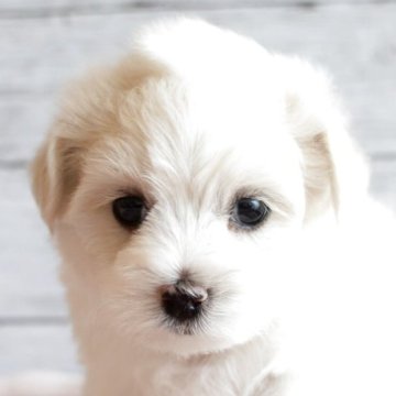 ミックス犬 (父マルチーズ 母マルプー)【北海道・女の子・2025年4月2日・クリーム】の写真「とてもやさしい顔の女の子」