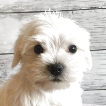 シュナマル(マルチーズ×ミニチュアシュナウザー)【北海道・男の子・2025年10月5日・ホワイト】の写真「とても可愛いシュナマルの男の子」