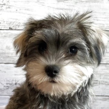 シュナマル(マルチーズ×ミニチュアシュナウザー)【北海道・女の子・2025年10月5日・ソルト&ペッパー】の写真「とても可愛いシュナマルの女の子」