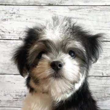 チワマル(マルチーズ×チワワ)【北海道・男の子・2025年8月24日・トライカラー】の写真「可愛いマルチワの男の子」