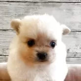 ポメチワ(チワワ×ポメラニアン)【北海道・男の子・2025年10月31日・クリーム】の写真1