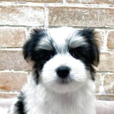 チワマル(マルチーズ×チワワ)