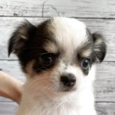 チワワ(ロング)